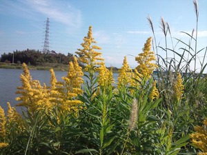 秋の北区山崎！