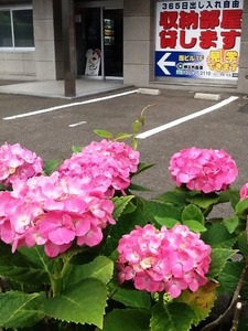 西大畑トランクルームの花壇にもピンクの紫陽花が咲いてます